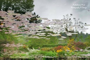 Lily Pond Reflections 2